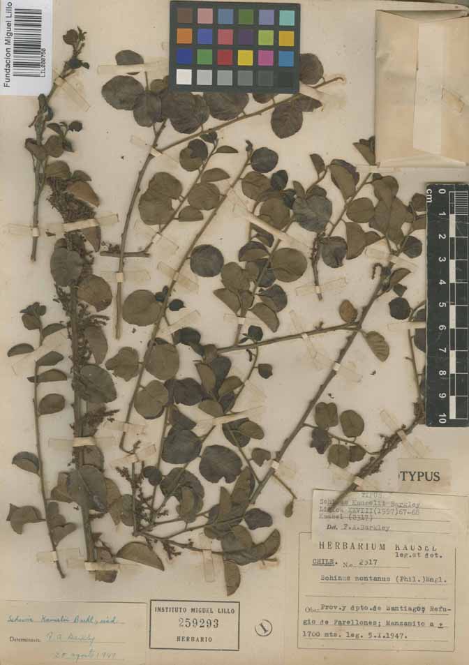 Foto 1